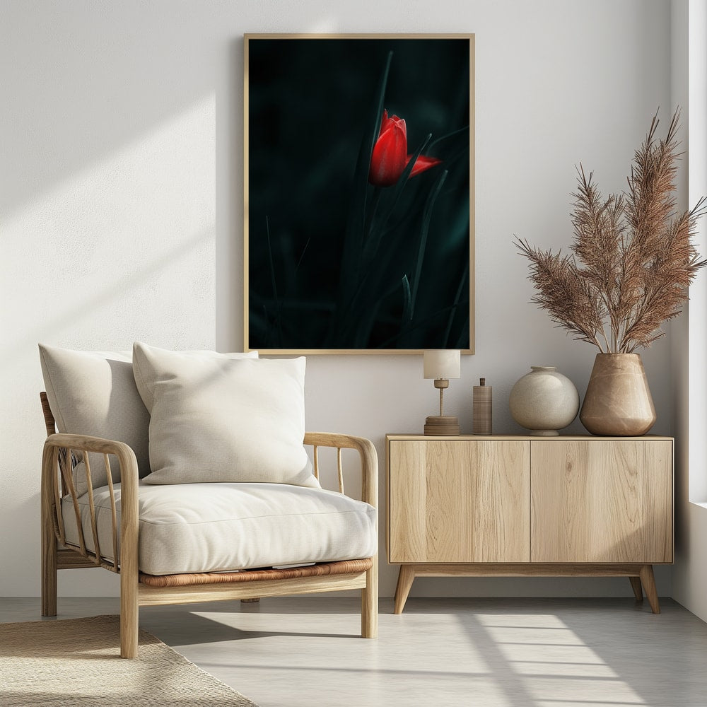 Plakat - Elegant Red Tulip - by Panaana