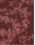 Plakat - Soft Botanical Shadows