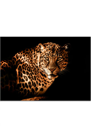 Plakat - Amore leopard