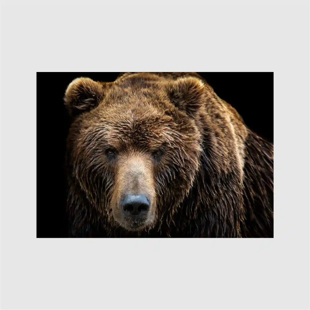 Plakat Brun Bj rn plakat-brun-bj-rn
