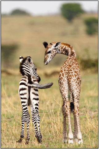 Plakat - Giraf og zebra unger
