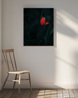 Canvas - Elegant Red Tulip
