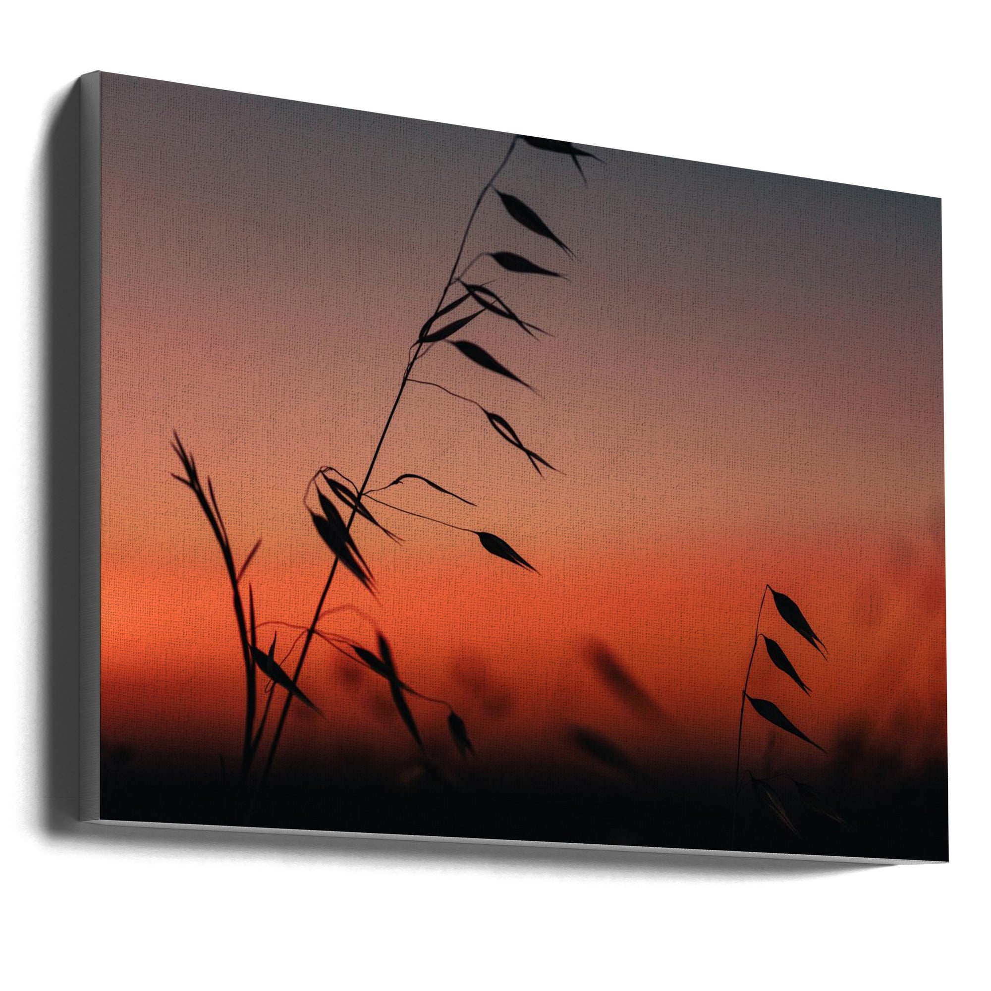 Akustik - Sunset grass filelds 03