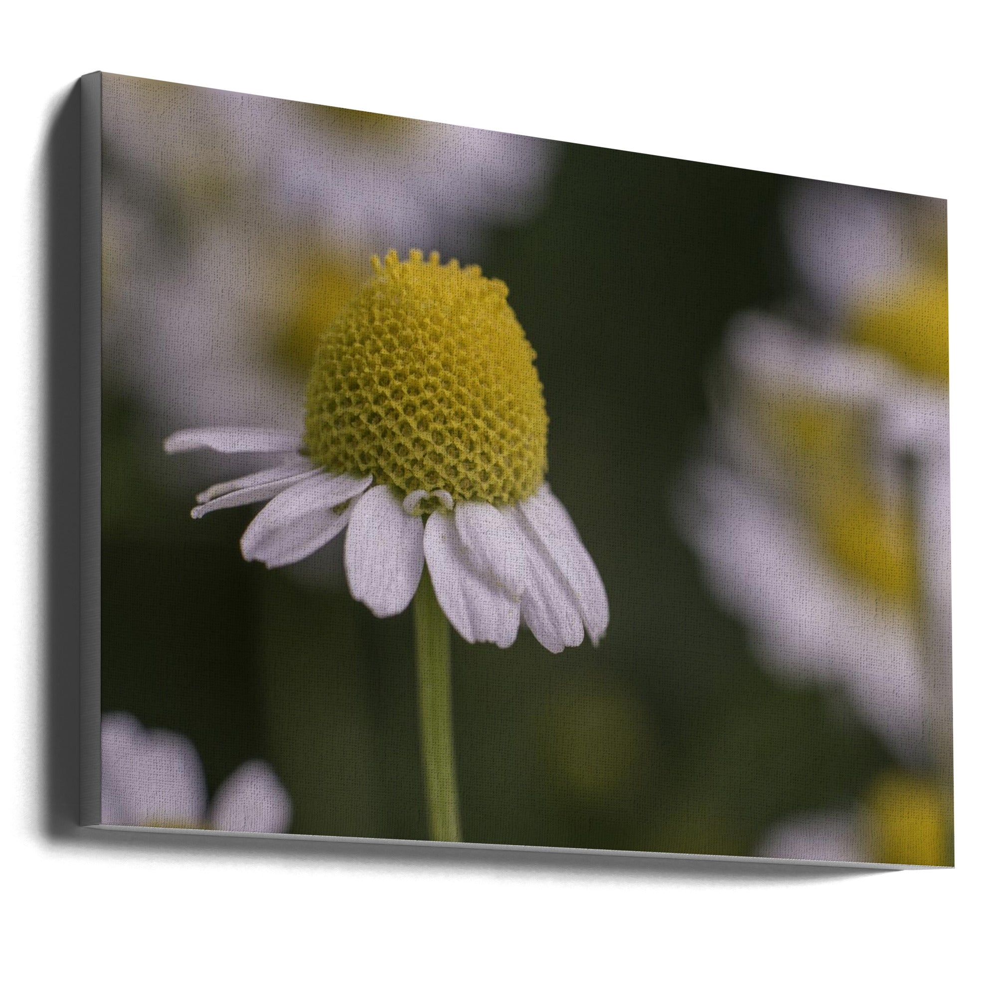 Akustik - Summer Flowers 7