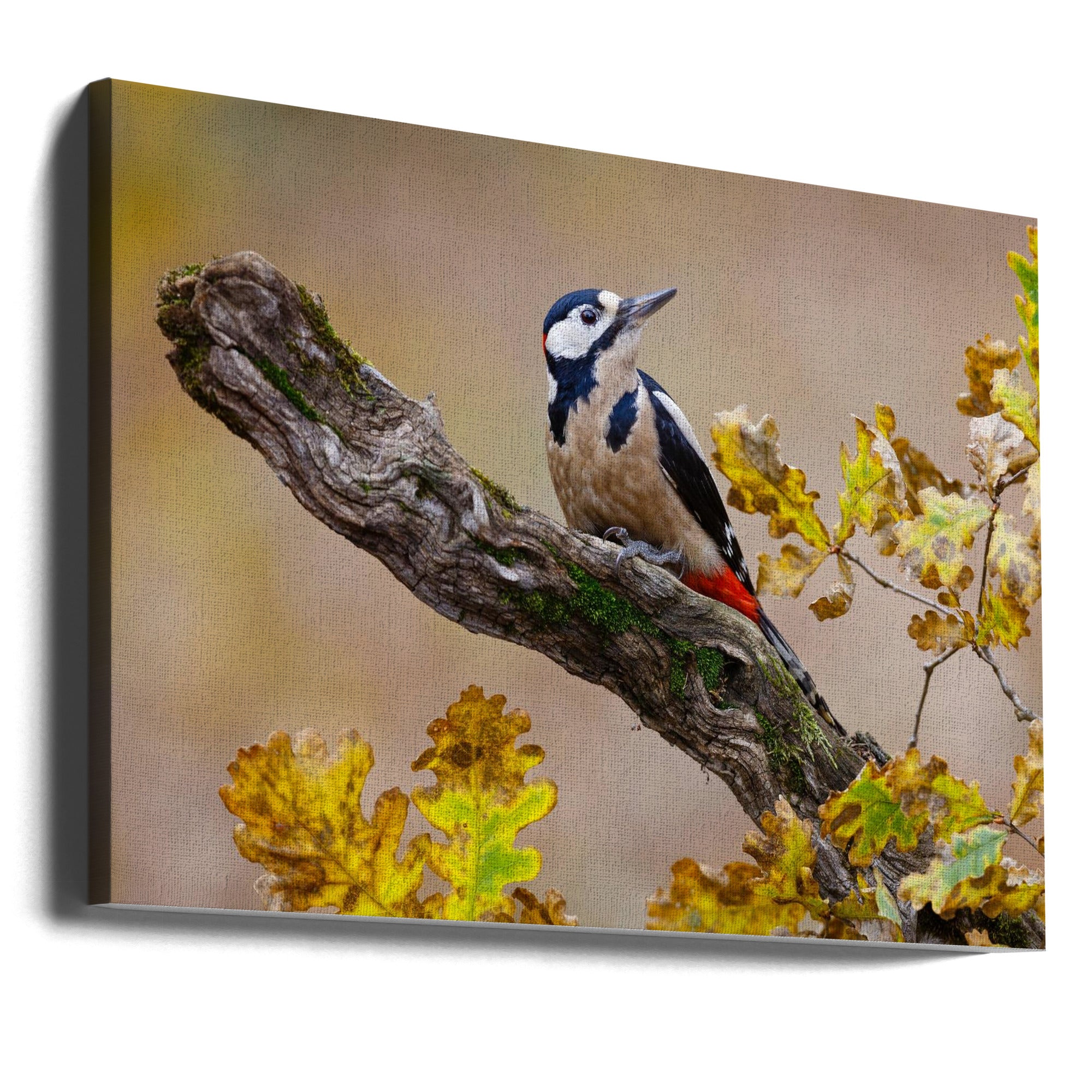 Canvas - Autumn woodpecker