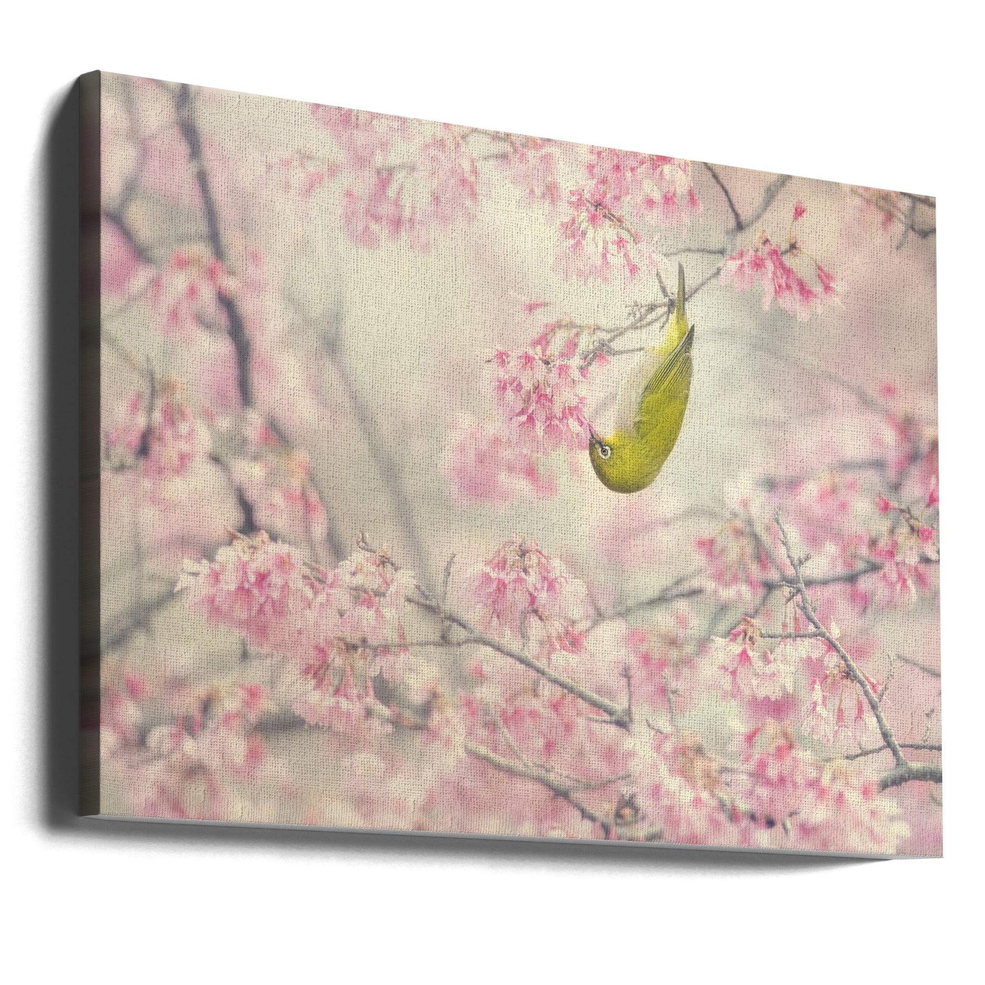 Canvas - Cherry-blossom color - Admen.dk