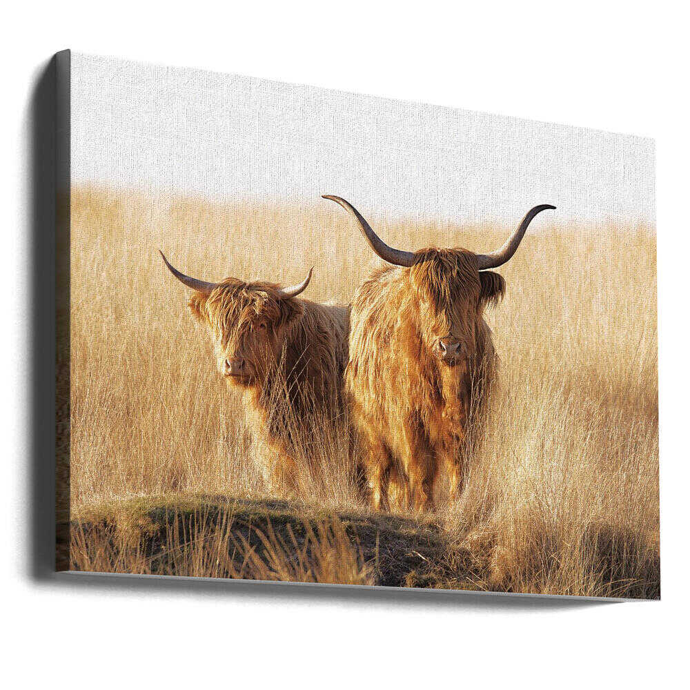 Canvas - Young and old Highlander