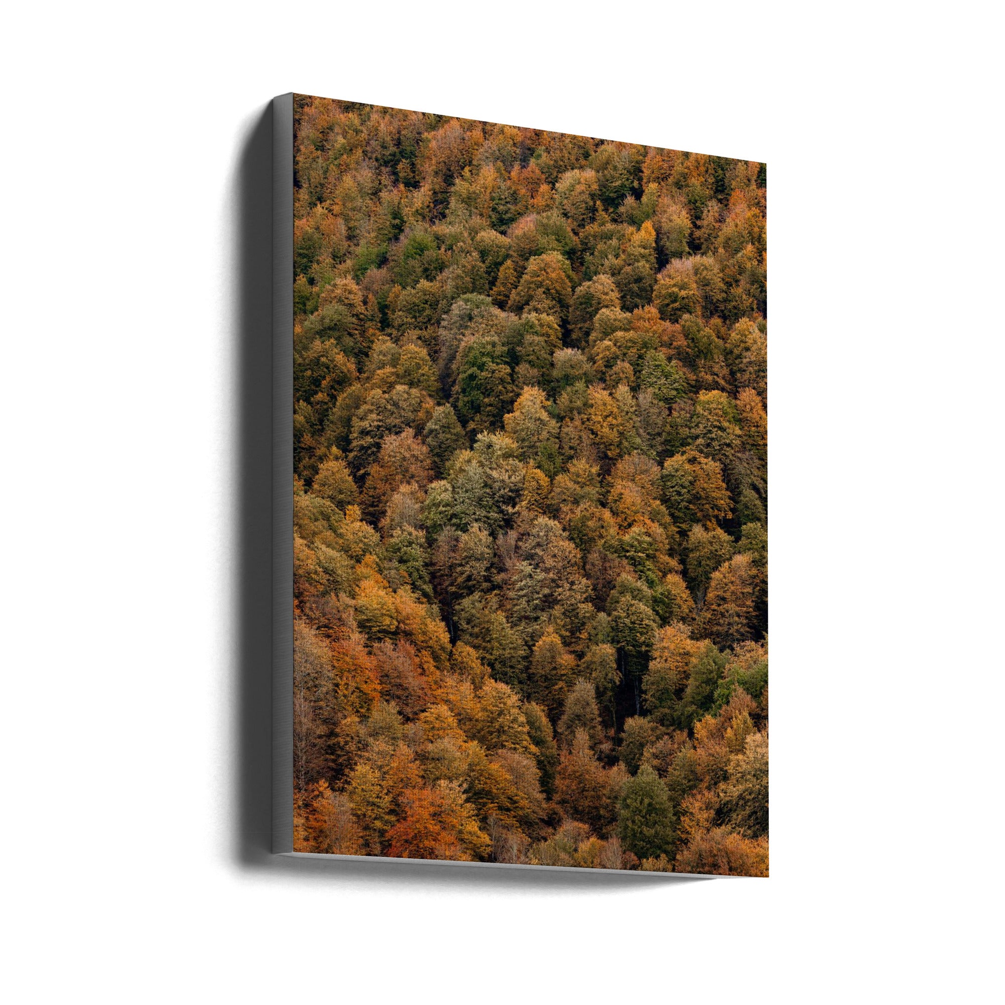 Akustik - Autumn Forest 02