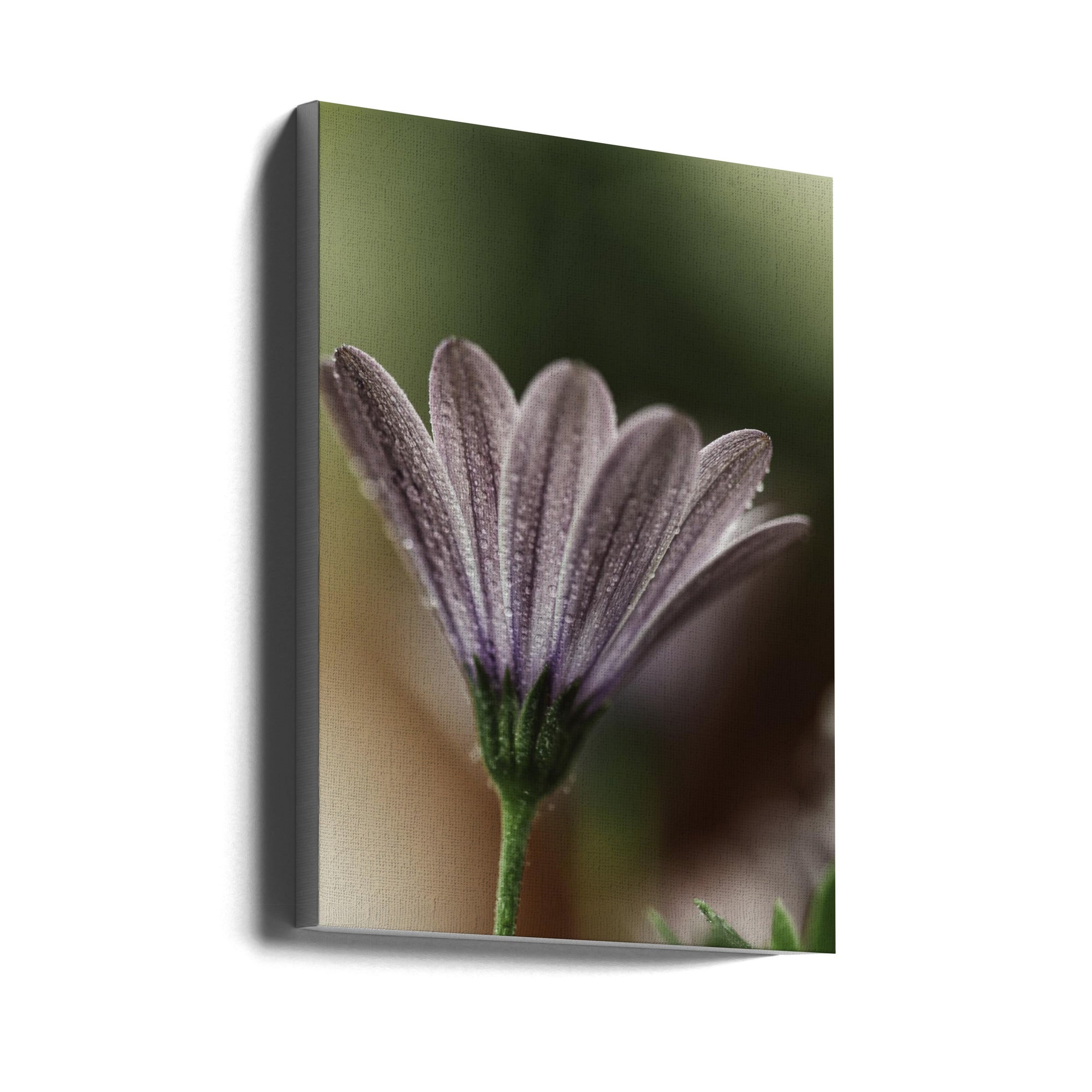 Akustik - Purple Flowers 16