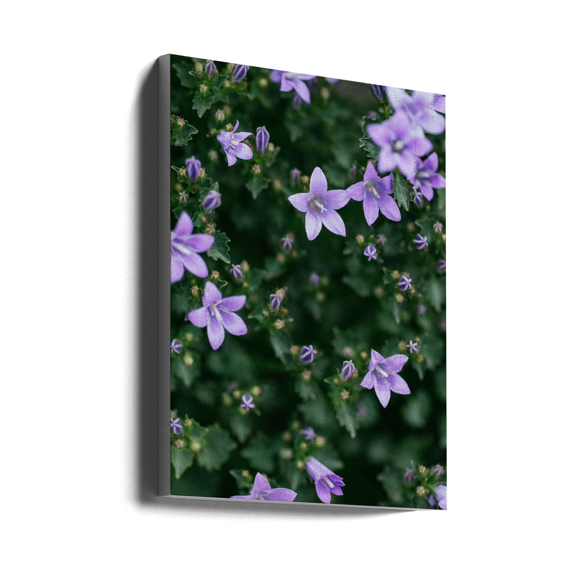 Akustik - Purple Flowers 21