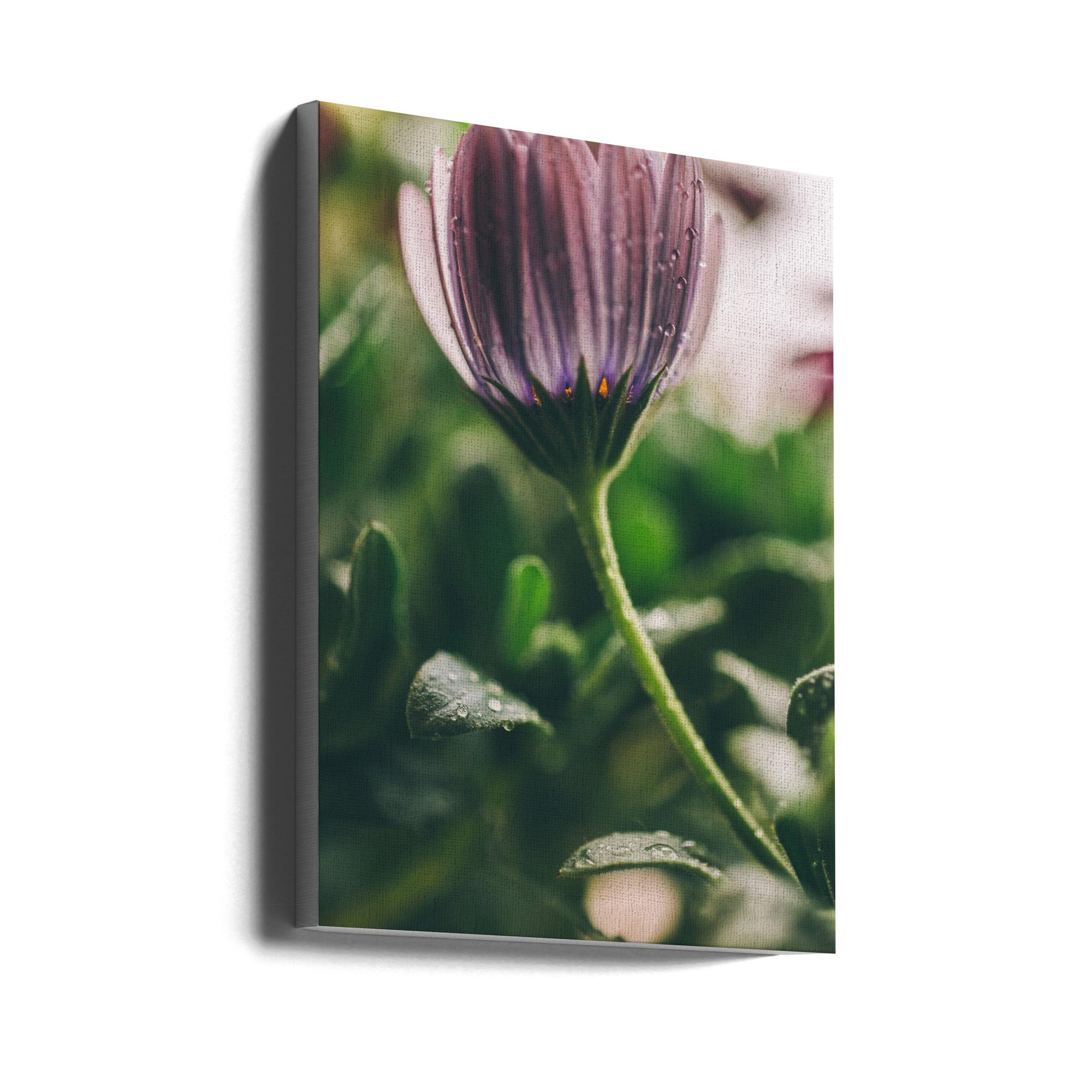 Akustik - Purple Flowers 06 - Admen.dk