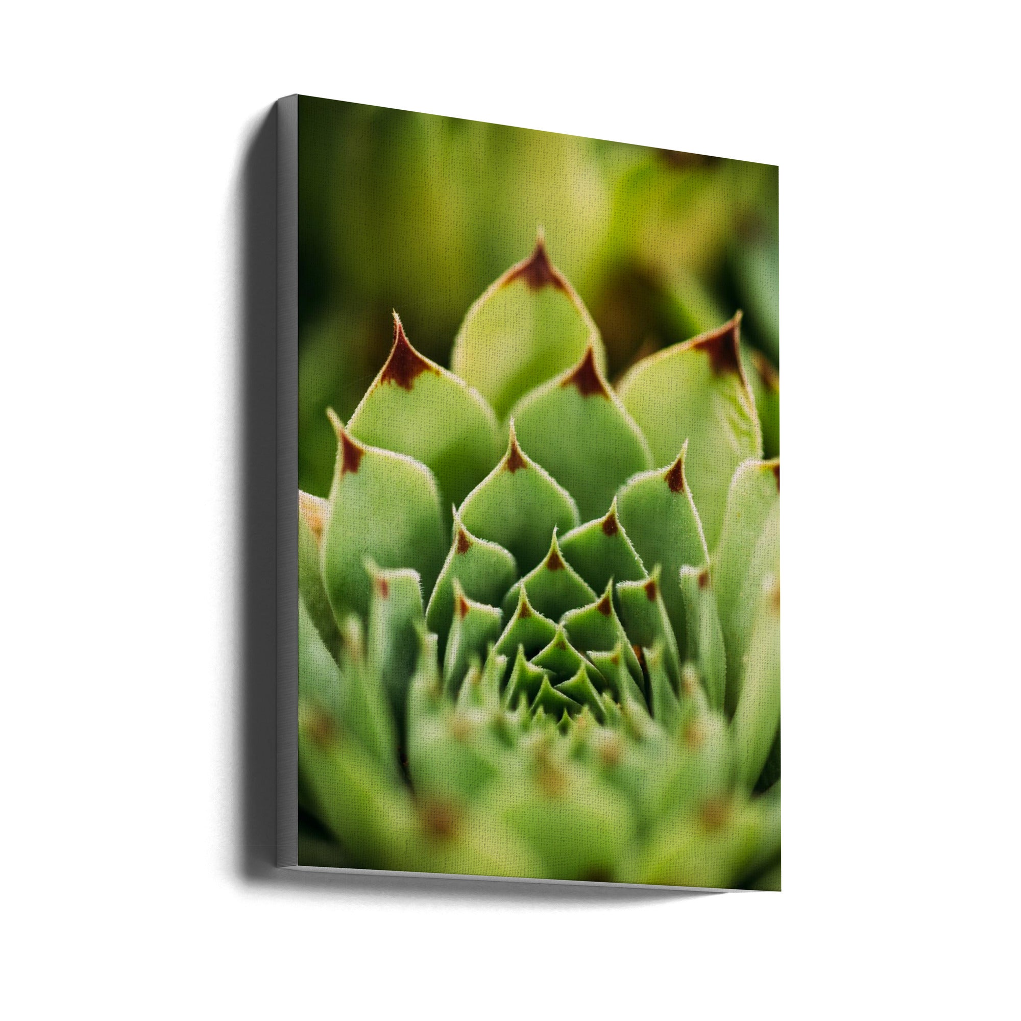 Akustik - Green Plants 8