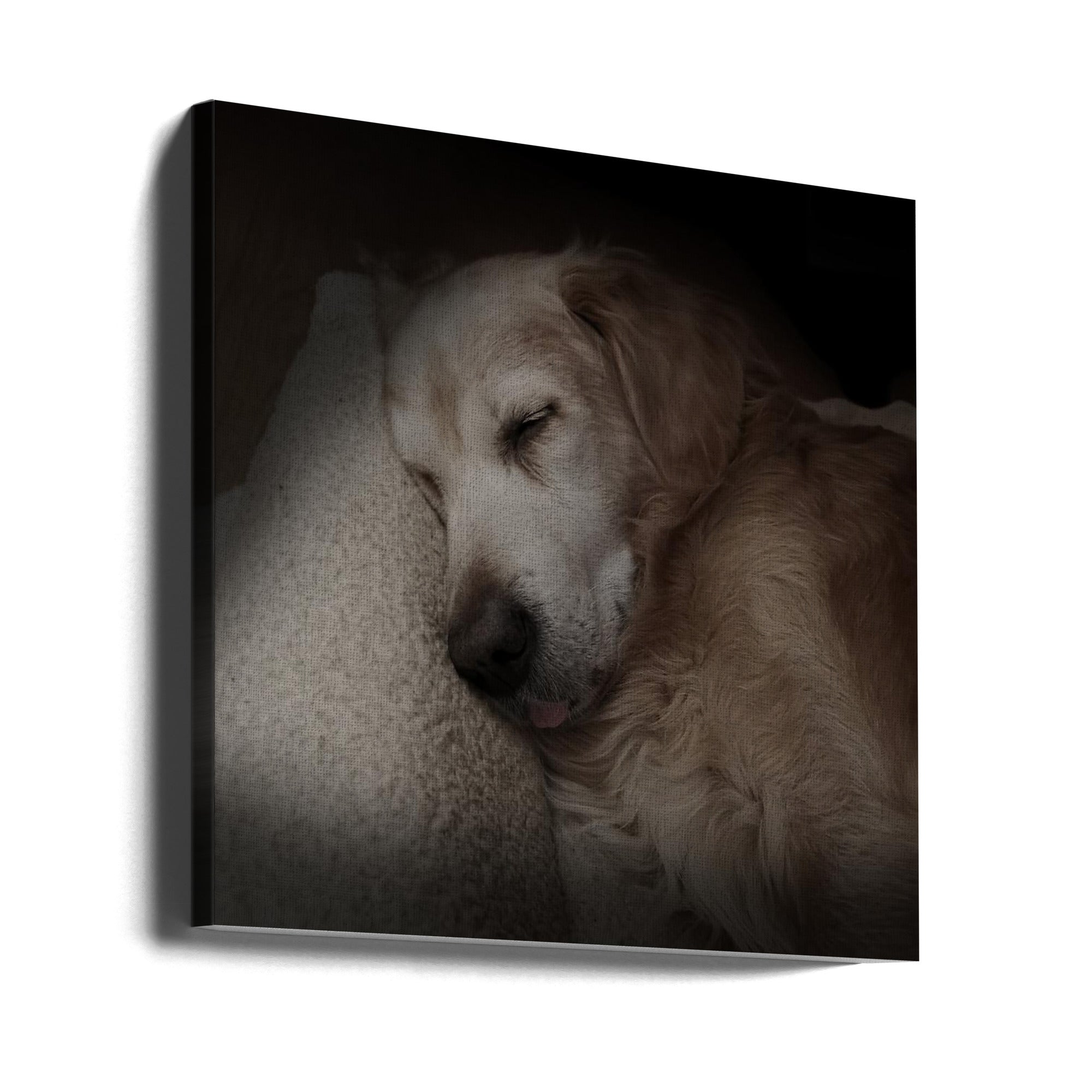 Canvas - Sleeping Golden