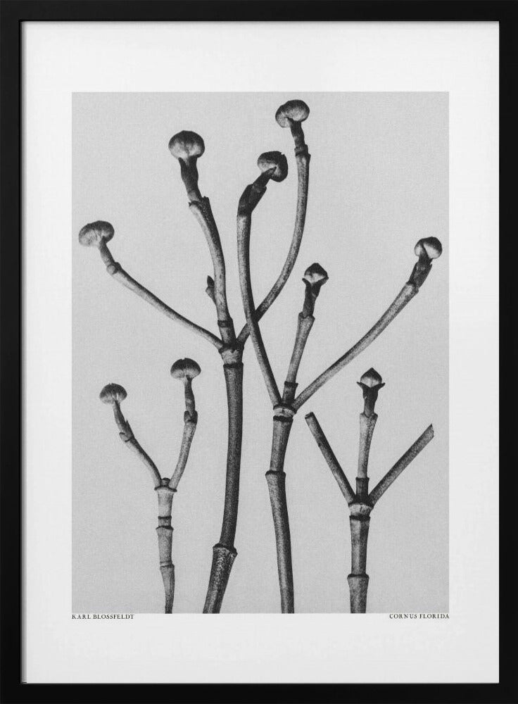 Plakat - Cornus Florida - Admen.dk