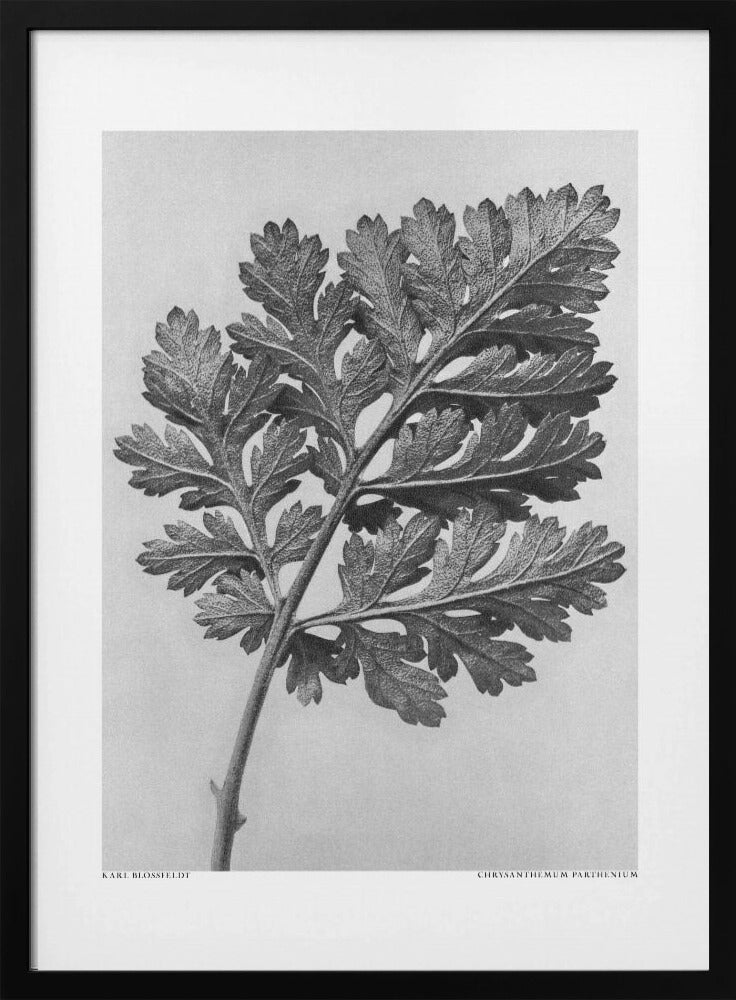 Plakat - Chrysanthemum parthenium - Admen.dk