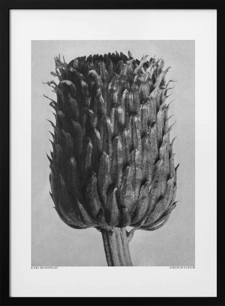Plakat - Cirsium Canum (Thistle) - Admen.dk