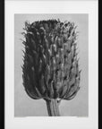 Plakat - Cirsium Canum (Thistle) - Admen.dk