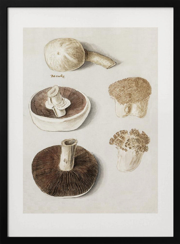 Plakat - Common Meadow Mushroom, Agaricus Campestris Standing - Admen.dk