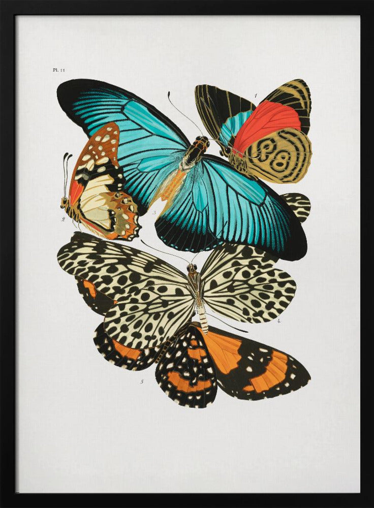 Plakat - Butterflies 1