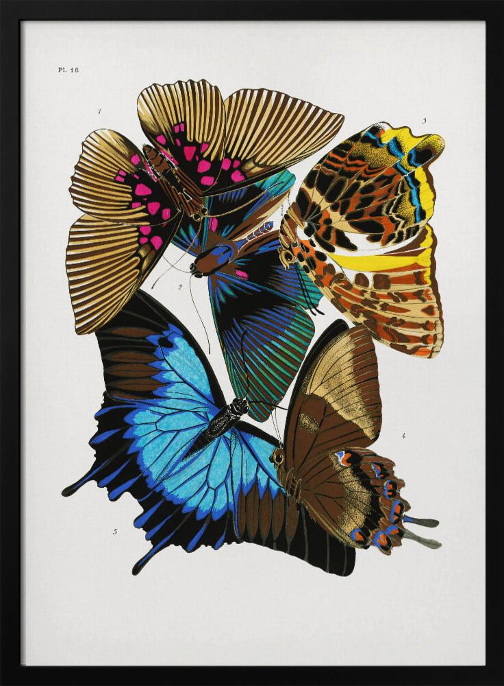 Plakat - Butterflies 4