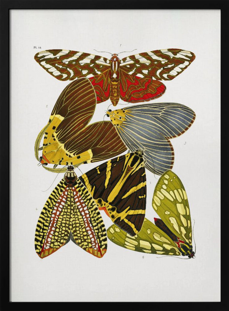 Plakat - Butterflies 6