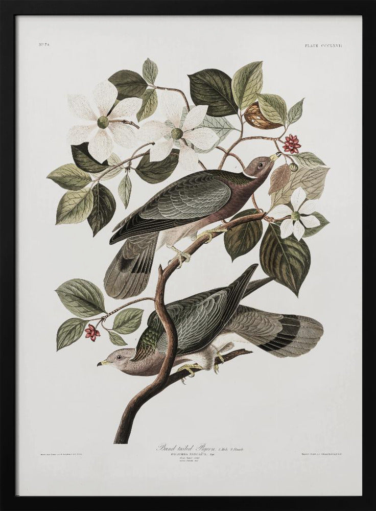 Plakat - Brand Tailed Pigeon From Birds Of America (1827)