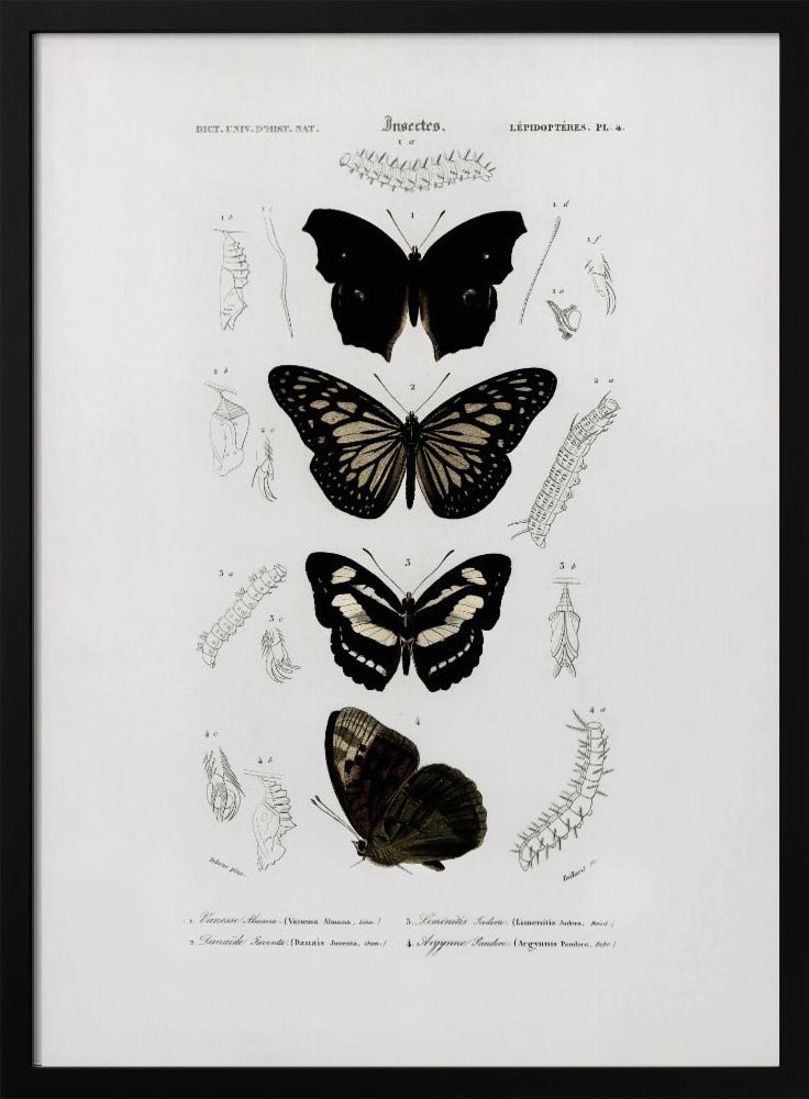 Plakat - Collection of Butterflies 01