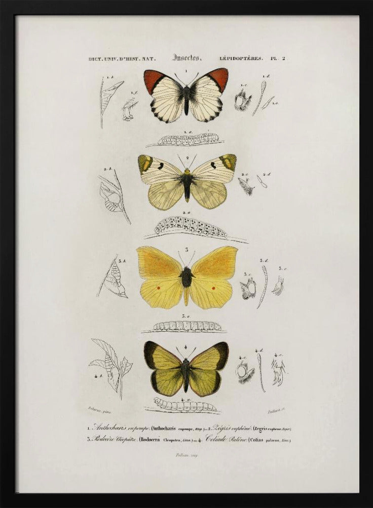 Plakat - Different Types of Butterflies