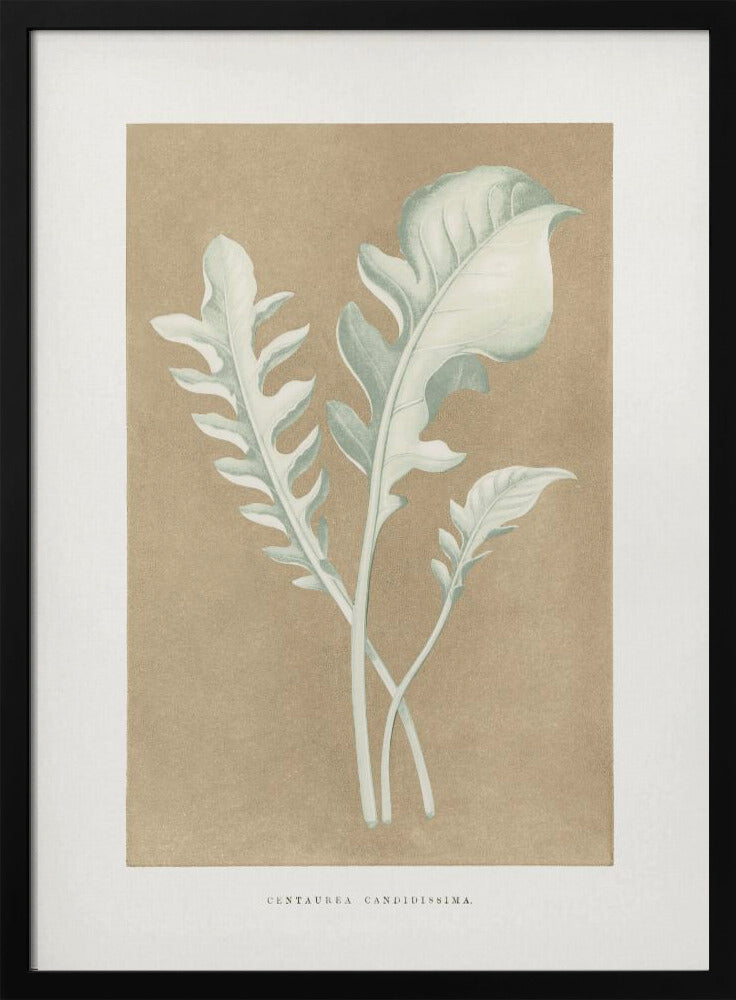 Plakat - Centaurea Candidissima Leaf Illustration