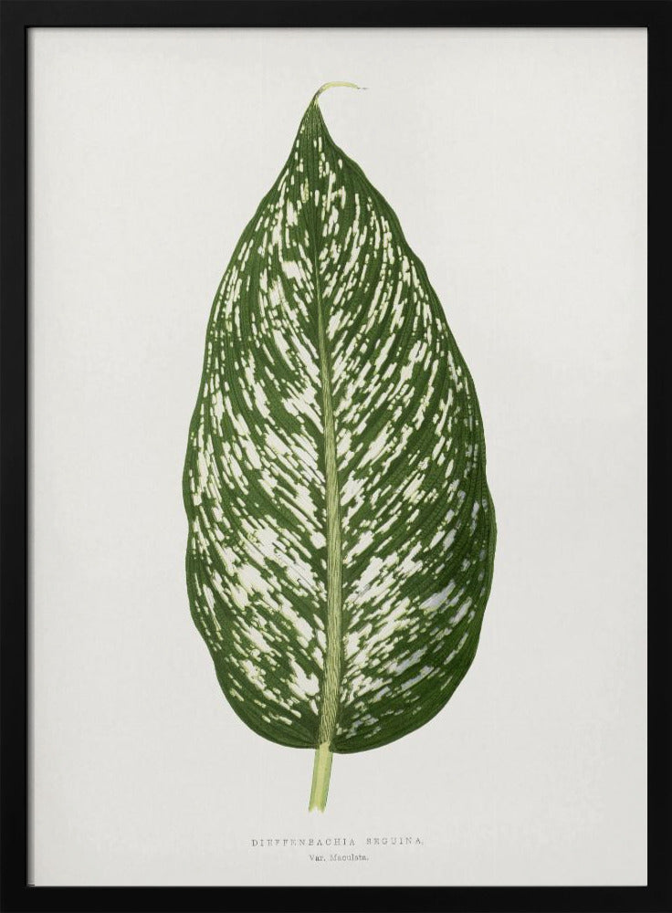 Plakat - Dieffenbachia Seguina Leaf Illustration - Admen.dk