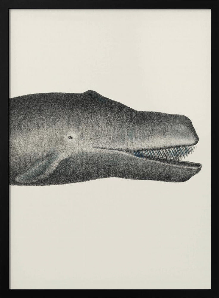 Plakat - Whale Ii Tight Crop Handcolored Sealife Lithograph 1824 - Admen.dk