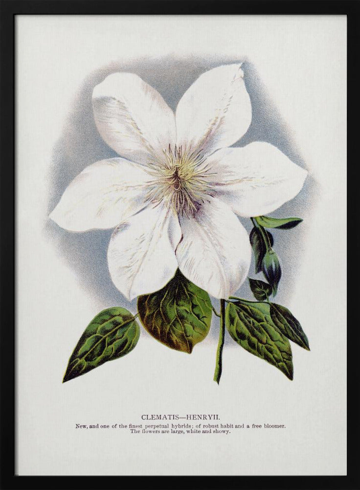 Plakat - Clematis Flower Lithograph