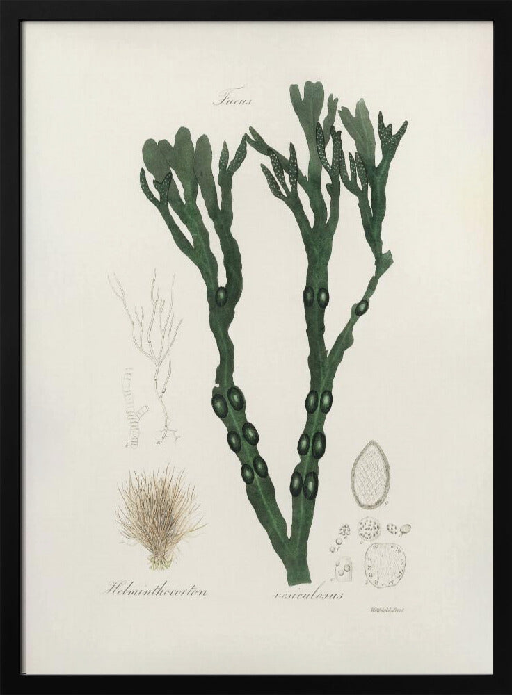Plakat - Bladder Wrack (fucus Vesiculosus)  Medical Botany - Admen.dk