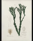 Plakat - Bladder Wrack (fucus Vesiculosus)  Medical Botany - Admen.dk