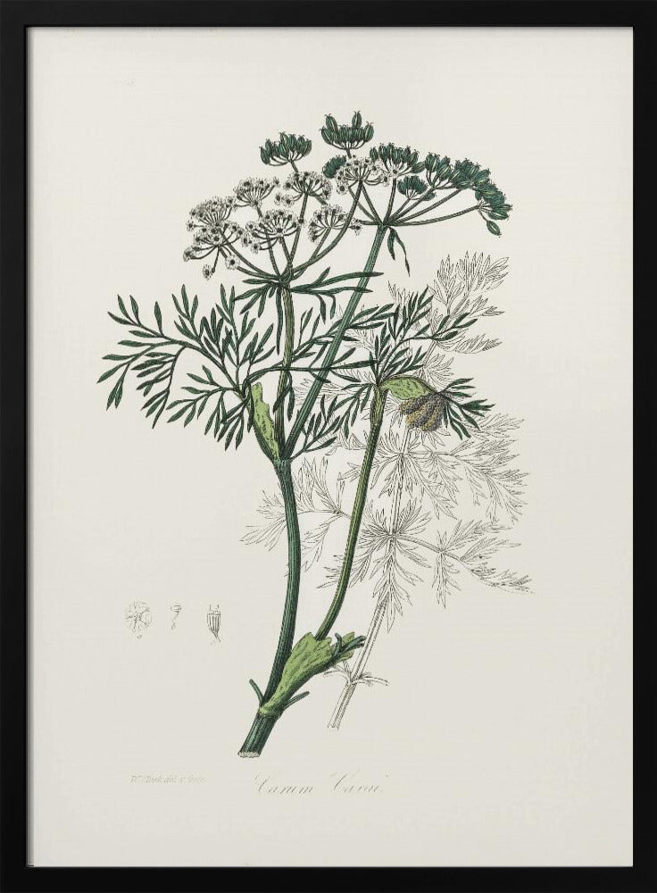 Plakat - Caraway (carum Carui) Medical Botany