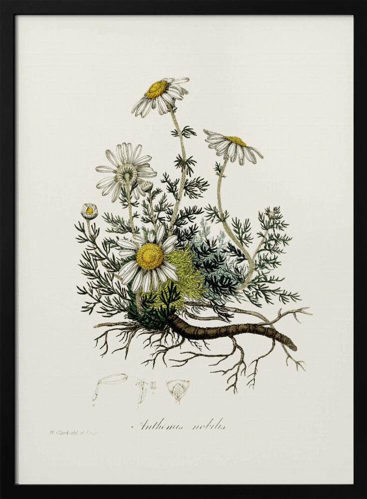 Plakat - Chamomile (anthemis Nobilis) Medical Botany