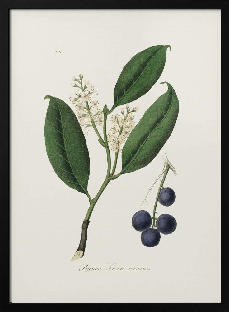 Plakat - Cherry Laurel (prunus Laurocerasus) Medical Botany