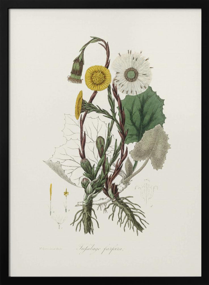 Plakat - Coltsfoot (tussilago Farfara)  Medical Botany - Admen.dk