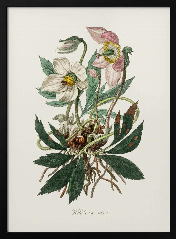 Plakat - Christmas Rose (helleborus Niger)  Medical Botany