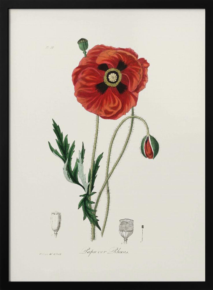 Plakat - Common Poppy (papaver Rhoeas) Medical Botany