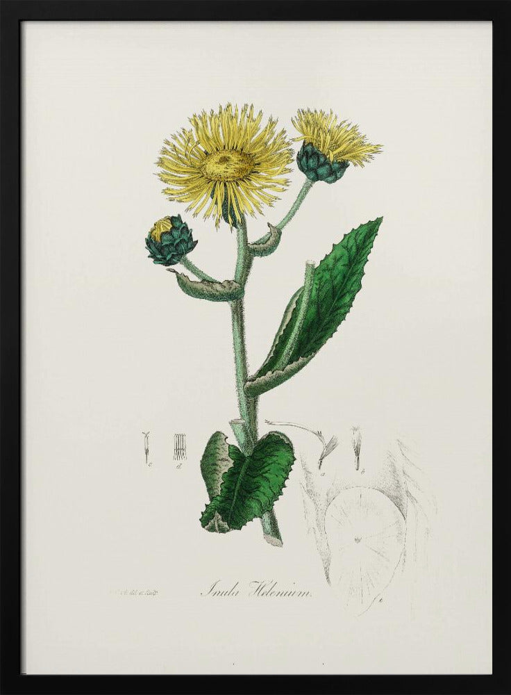 Plakat - Elecampane (inula Helenium) Medical Botany