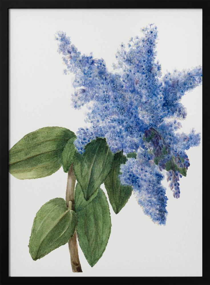Plakat - California Lilac (1935)