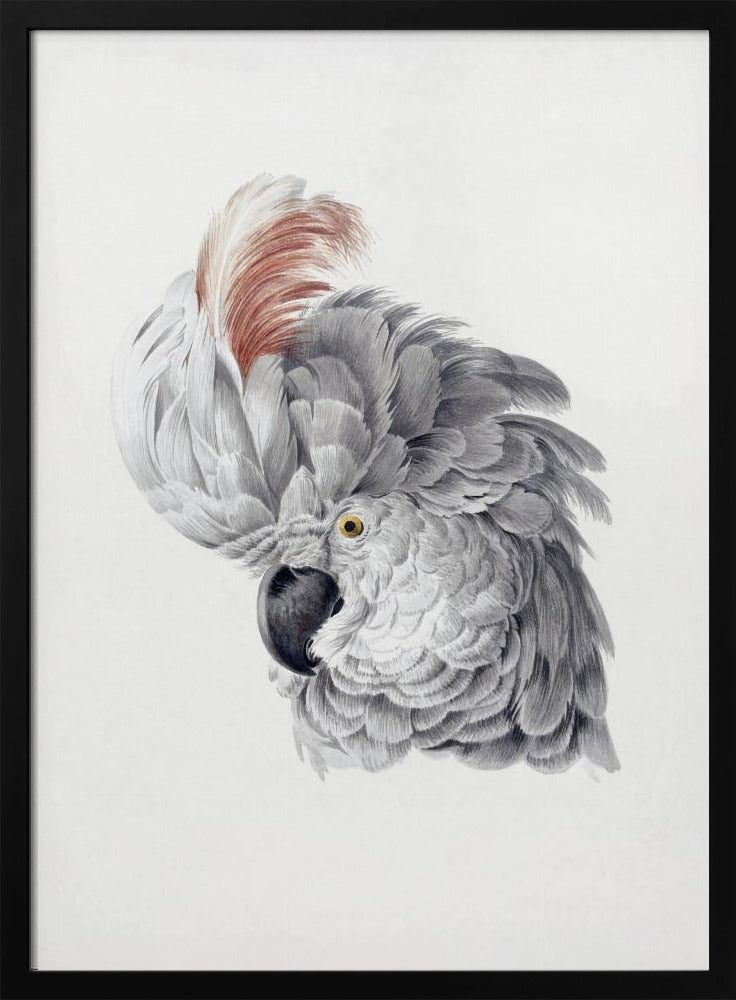 Plakat - Cockatoo Head