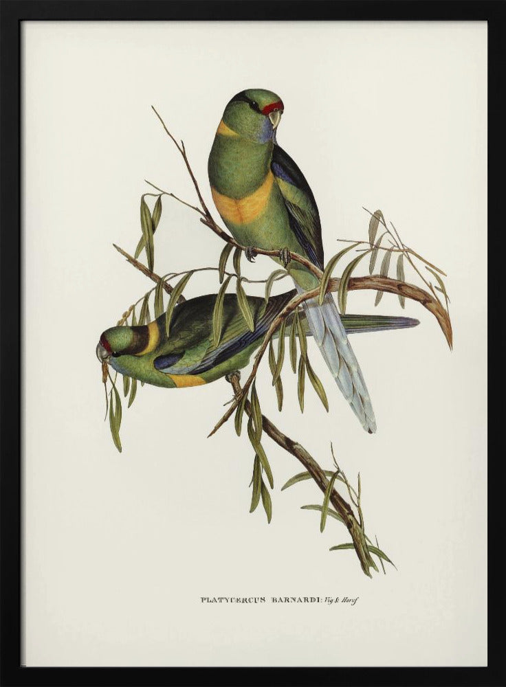 Plakat - Black Tailed Parakeet
