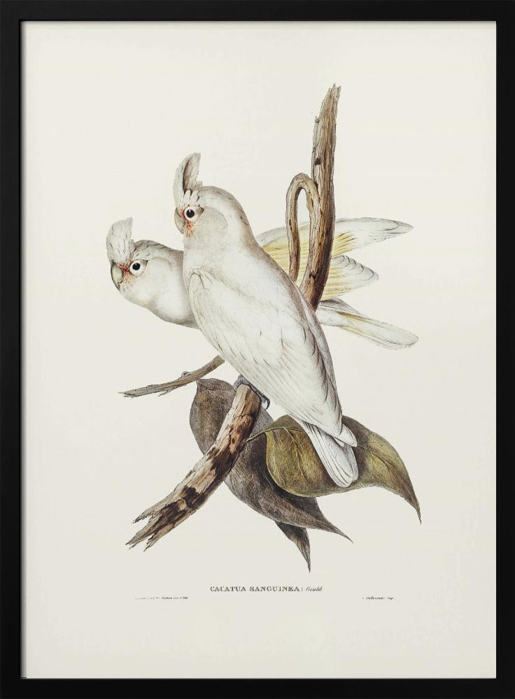 Plakat - Blood Stained Cockatoo