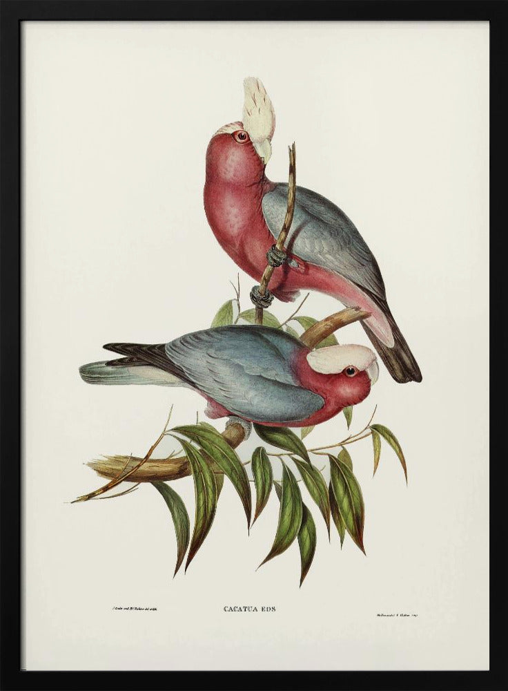 Plakat - Cacatua Eos - Admen.dk