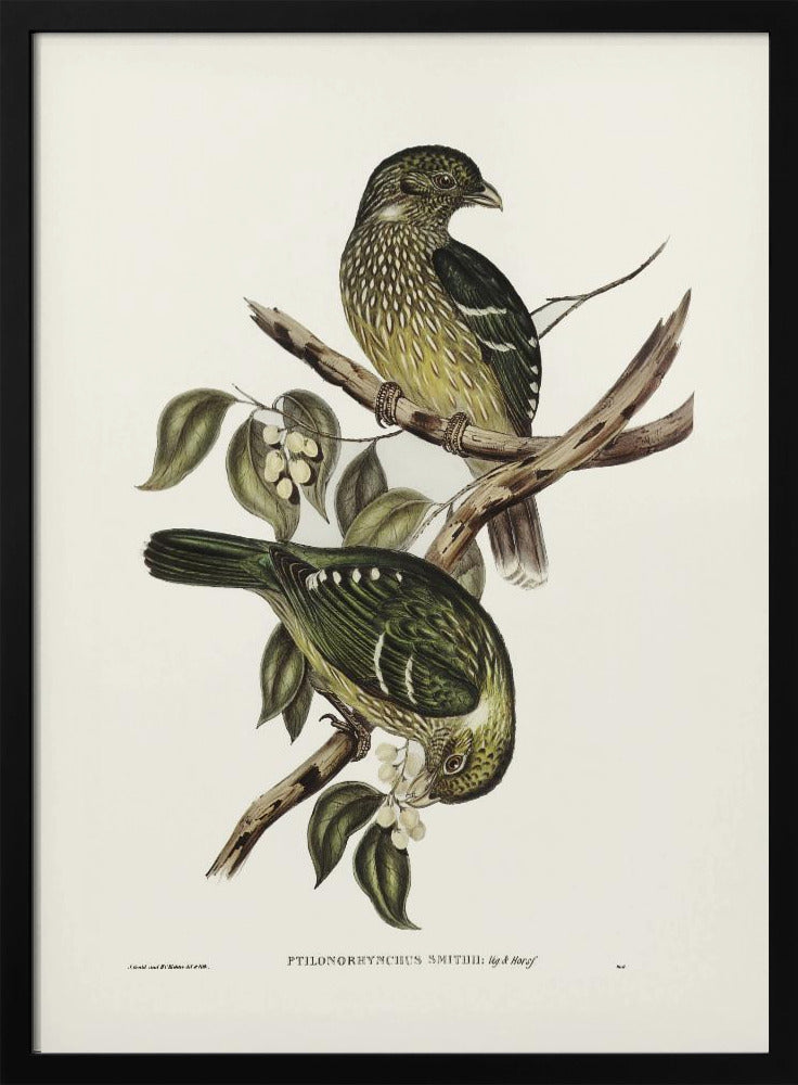 Plakat - Cat Bird - Admen.dk