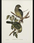 Plakat - Cat Bird - Admen.dk