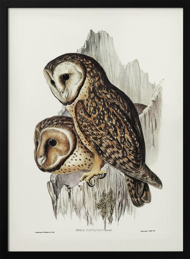 Plakat - Chestnut Faced Owl - Admen.dk