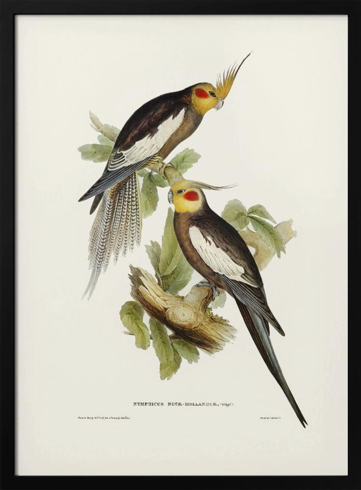 Plakat - Cockatoo Parakeet - Admen.dk